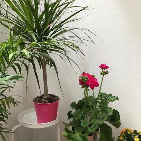 Plaza San Marcos Apartment